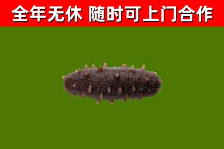 武冈回收海参干